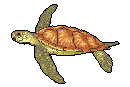 Turtle pixel art