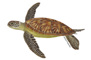 Turtle photo